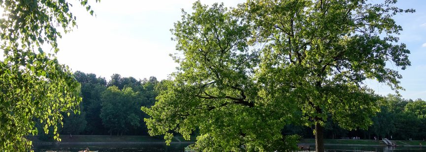 Zbiornik retencyjny w parku