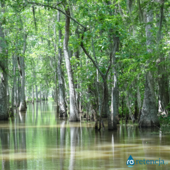retencja.pl  Zrealizowane projekty Odtworzenie oraz zachowanie obszarów bagiennych, torfowisk i terenów podmokłych na obszarach  Natura 2000.