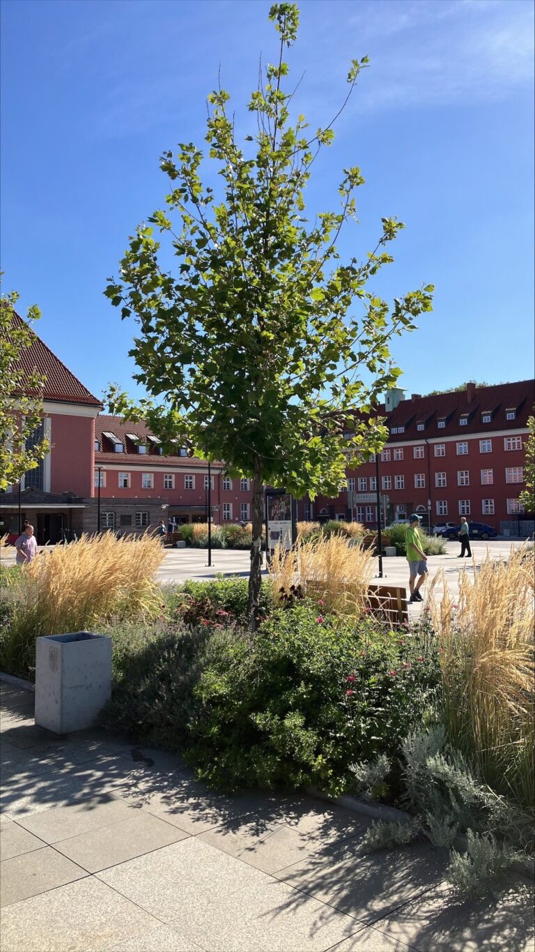 Kompleksowe rozwiązania  gospodarowania wodami opadowymi   Blog Zbiorniki antykompresyjne dla drzew – zalety Wavin TreeTank